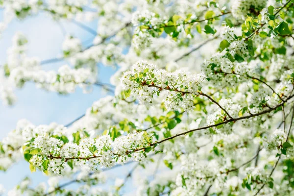 Fiori Melo Bianco Primavera — Foto Stock