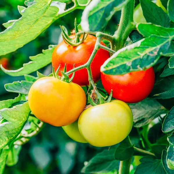 Tomatoes Growing Vine Greenhouse — Stock Photo, Image