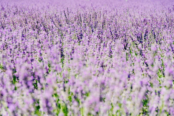 Purple Lavender Field Summer — Stock Photo, Image