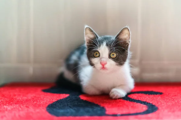 Şirin Bebek Kedi Portre Evde — Stok fotoğraf