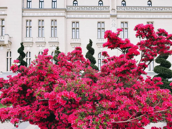 伊西宫花园的粉红花 — 图库照片
