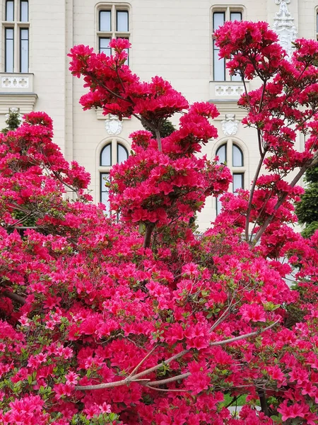 Fiori Rosa Del Giardino Del Palazzo Iasi — Foto Stock