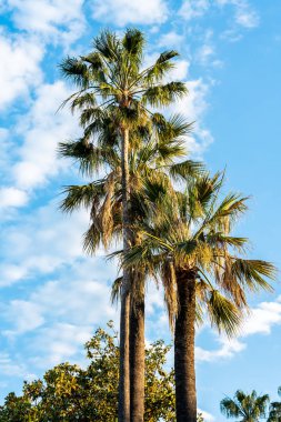 Fransız Rivierası Cannes Palmiye Ağaçları