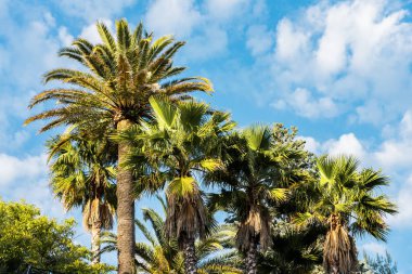Fransız Rivierası Cannes Palmiye Ağaçları