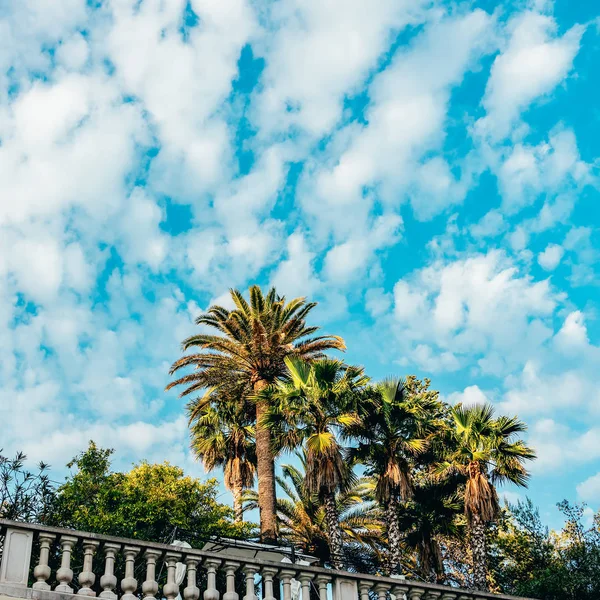 Palmové Stromy Cannes Francouzská Riviéra — Stock fotografie