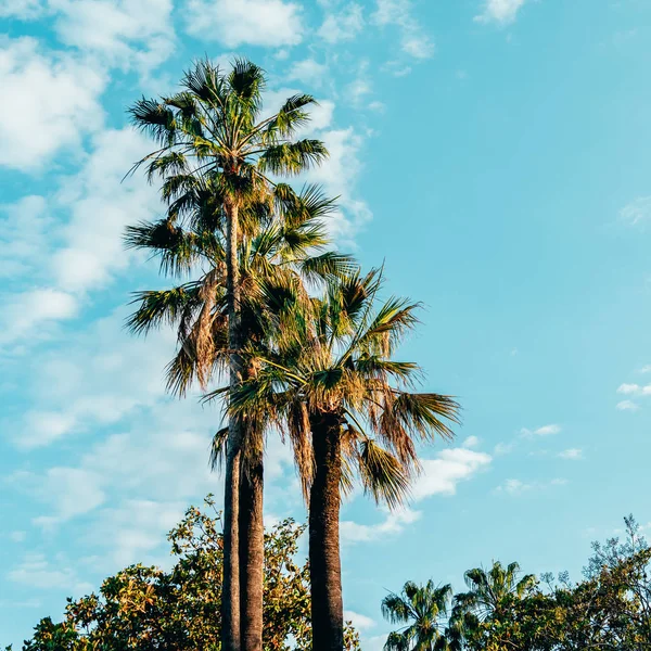 Palmové Stromy Cannes Francouzská Riviéra — Stock fotografie