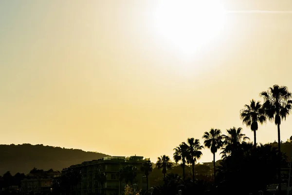 Palmeras Cannes Riviera Francesa — Foto de Stock