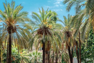 Barcelona 'nın merkezindeki Tropikal Sokak Palmiye Ağaçları ve Egzotik Mimari