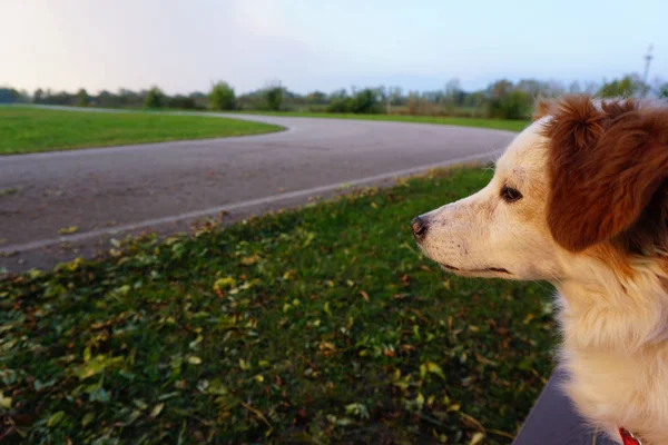 Hund Wartet Auf Den Besitzer Der Auf Die Straße Schaut — Stockfoto