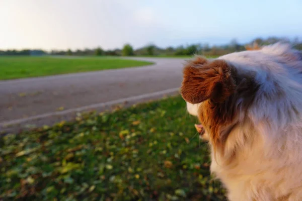 Σκύλος Αναμονής Για Τον Ιδιοκτήτη Που Βλέπει Στο Δρόμο — Φωτογραφία Αρχείου
