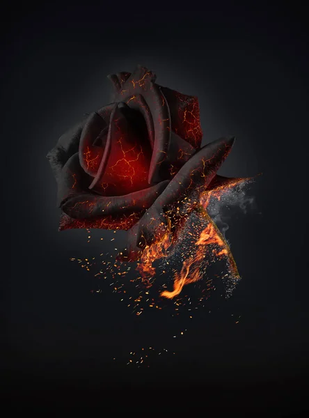 Beautiful red rose on black background on fire