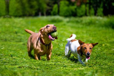 Yeşil bir çayırda ağzında top olan köpekler sahiplerine koşar.