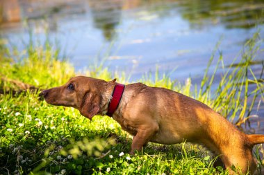 Gölette yüzdükten sonra köpek