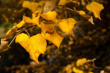 Sonbahar manzarası, şehir parkındaki bir ağaç dalındaki sarı yaprak..