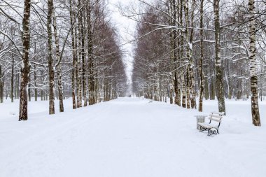 Karlı kış manzarası. Karla kaplı dar sokakta park soğuk bir günde. Bahçede kış yürüyüş.