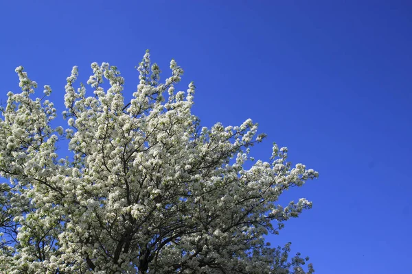 Apple Tree Bloom Apple Blossom Blue Sky Background Sunny Spring — Stock Photo, Image