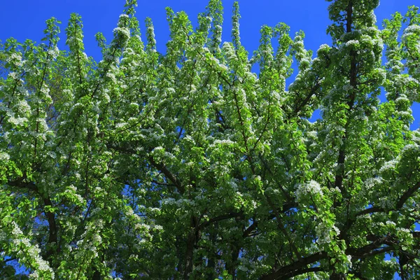 Apfelbaum Voller Blüte Apfelblüte Auf Blauem Himmel Hintergrund Sonniger Frühlingstag — Stockfoto