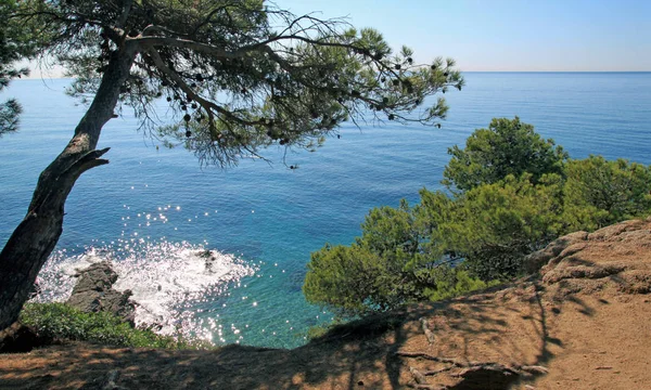 Vista Mar Con Reflejos Brillantes Agua Árbol Verde Colgando Costa — Foto de Stock