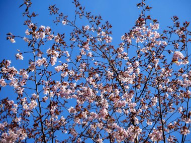 Kiraz çiçeği ağacı çiçek açtı. Masmavi gökyüzü arka planda Sakura çiçekleri. Yumuşak odak botanik fotoğrafçılık. Güneşli bahar gününde bahçe. Sığ alan derinliği. Bulanık çiçek arka plan.