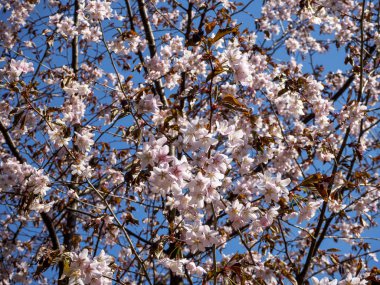 Kiraz çiçeği ağacı çiçek açtı. Masmavi gökyüzü arka planda Sakura çiçekleri. Yumuşak odak botanik fotoğrafçılık. Güneşli bahar gününde bahçe. Sığ alan derinliği. Bulanık çiçek arka plan.