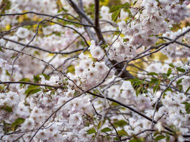 Kiraz çiçeği ağacı çiçek açtı. Bokeh ile bulanık yeşillik arka plan üzerinde sakura çiçek yakın çekim. Güneşli bahar gününde bahçe. Sığ alan derinliği. Yumuşak odak çiçek fotoğrafçılığı.