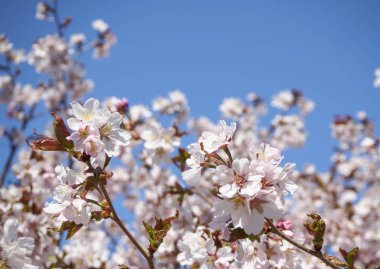 Kiraz çiçeği ağacı çiçek açtı. Masmavi gökyüzü arka planda Sakura çiçekleri. Güneşli bahar gününde bahçe. Yumuşak odak botanik fotoğrafçılık. Bulanık çiçek arka plan. Sığ alan derinliği.