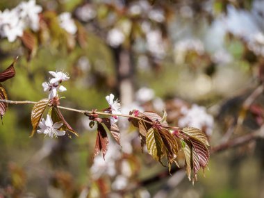 Kiraz çiçeği dalı çiçek açar. Bulanık bokeh arka plan üzerinde yeşillik ile çevrili sakura çiçek Closeup. Yumuşak odak makro çiçek fotoğrafçılığı. Güneşli bahar gününde bahçe. Sığ alan derinliği.