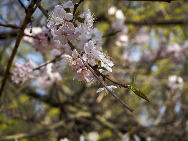 Ramo di fiori di ciliegio in fiore. Primo piano di fiori di sakura su sfondo bokeh sfocato.Giardino nella soleggiata giornata primaverile. Fotografia macro floreale soft focus. Profondità di campo ridotta . — Foto Stock