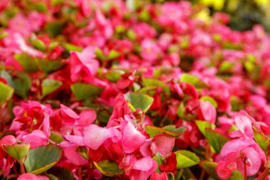 Güneş ışığında parlak pembe çiçeklerden oluşan bahçe yatağına yakın çekim. Sceni