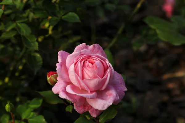 Vacker rosa ros omgiven av grönska. Blommande blomma på b — Stockfoto