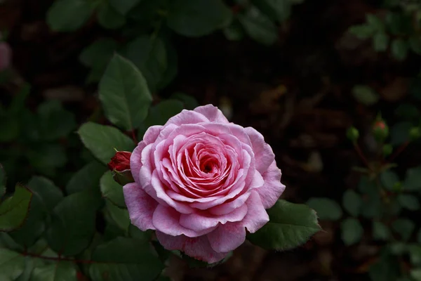 Beautiful pink rose surrounded by greenery. Blooming flower on b — Stock Photo, Image