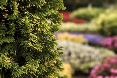 Arborvitae yapraklarının çalılığı bulanık arka planda 