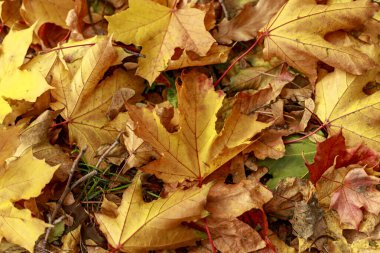 Sonbahar parkında yere düşmüş akçaağaç yaprakları. Makro pho