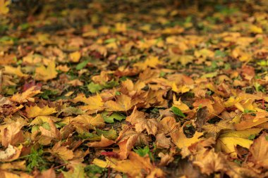 Sarı akçaağaç yaprakları ormanda yere düşer. Makro 