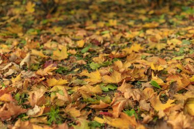 Yerde renkli akçaağaç yaprakları var. Sarıya yakın çekim