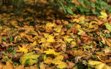 Yere düşen sonbahar yaprakları. Renkli yaprakların yakın plan görüntüsü