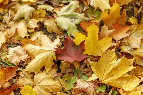 Macro photo of red leaf of maple on the ground. Fall leaves in a — Stock Photo, Image