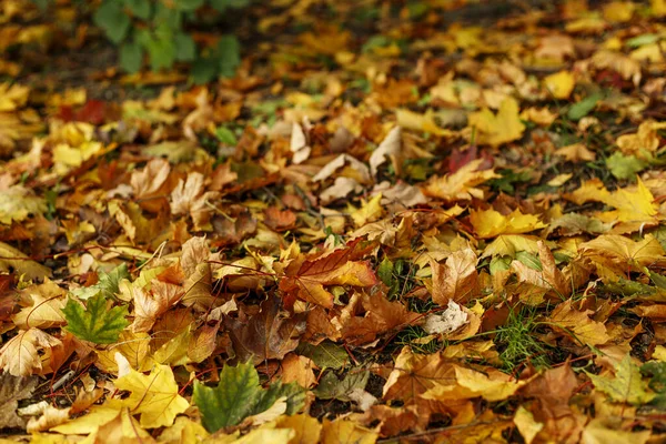 Autumn leaves fallen on the grass. Close-up of colorful foliage — Stock Photo, Image