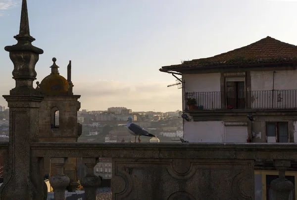 Gaviota en el parapeto. Oporto, Portugal . —  Fotos de Stock