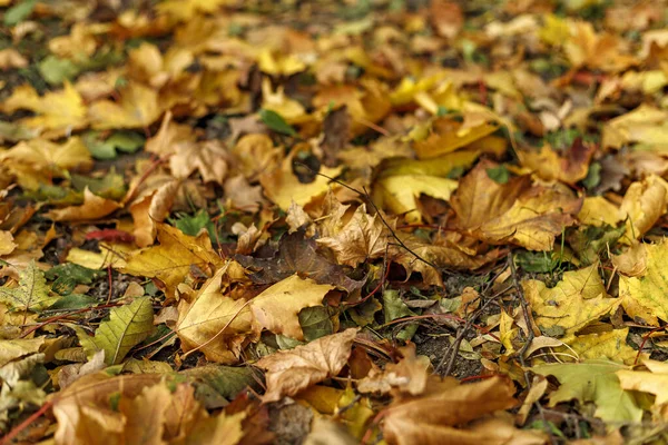 Yellow fallen leaves on the ground.  Macro photo of  foliage in Stock Picture