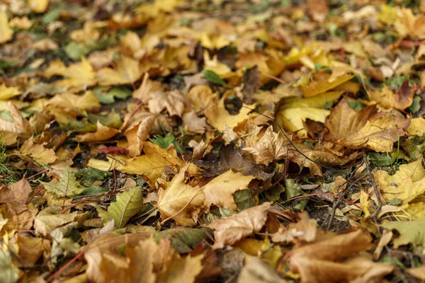 Yellow fallen leaves on the ground.  Macro photo of  foliage in Stock Photo