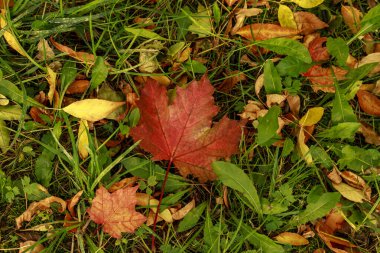  Düşen yapraklar zemini kapladı. Kırmızı akçaağaç yaprağının yakın çekimi