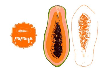 Beyaz Doğum izole karikatür kroki çizim renkli siluet yarı yarım çizilmiş. metin ile Retro mağaza etiket rozeti. İş meyve Sticker. Web için tropikal lezzetli illüstrasyon, baskı.