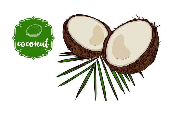Desenhos Animados Desenhado Coco Folha Palma Verde Isolado Branco Emblema — Vetor de Stock