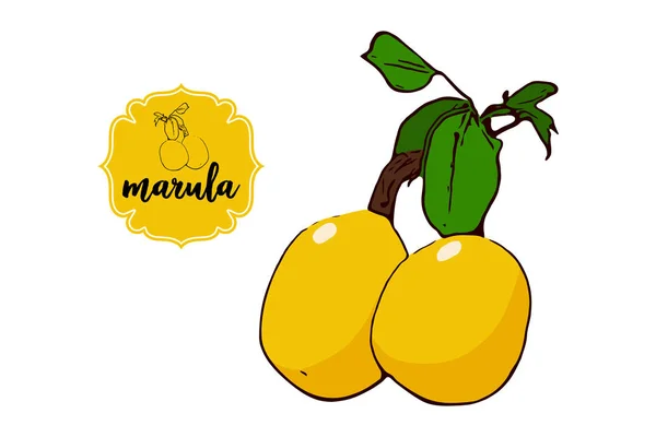 Marula Dibujada Dibujos Animados Aislada Blanco Insignia Etiqueta Amarilla Retro — Vector de stock