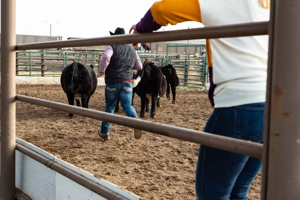 Ulusal Batı Stok Show Denver