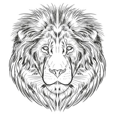 Aslanın kafasından ayrı bir görüntü. Beyaz bir arka plan üzerinde siyah bir çizgi ile grafik görüntüsü. 