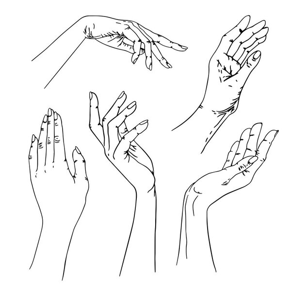 Set of female hands on a white background.