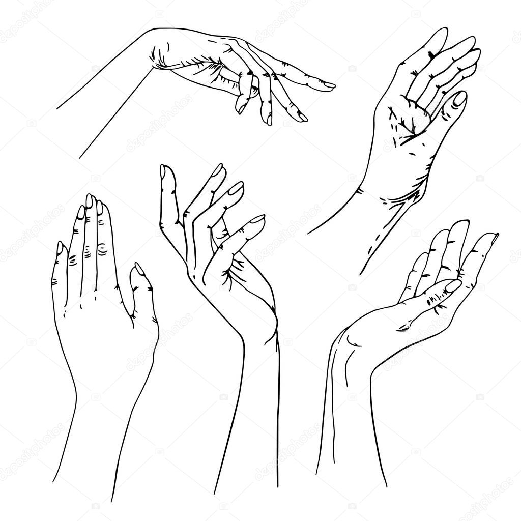Set of female hands on a white background.