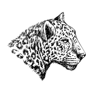 Leopar Çizimi
